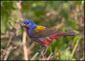 _1SB1292 painted bunting